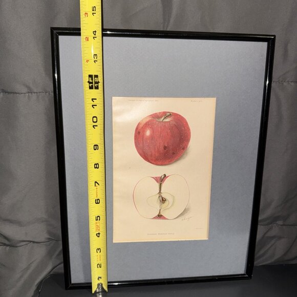 Stayman Winesap Apple 1902 Antique USDA Fruit Lithograph Print Framed Botanical - Picture 14 of 16